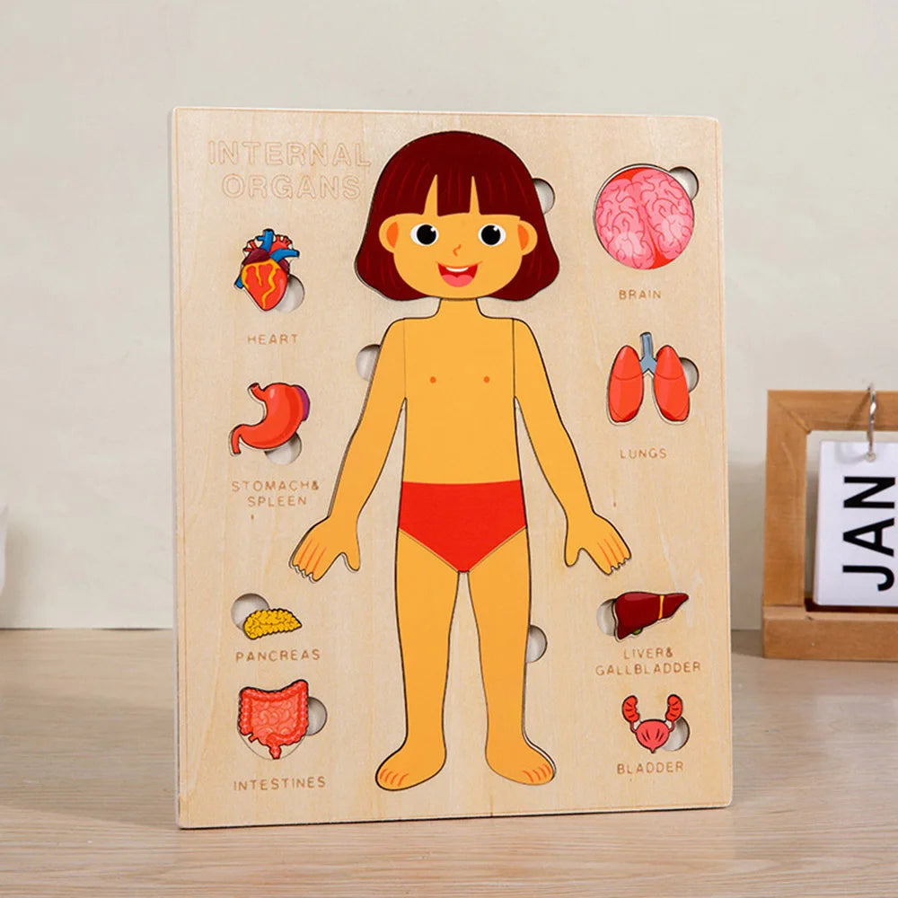 Montessori Human Body Puzzle Busy Board.