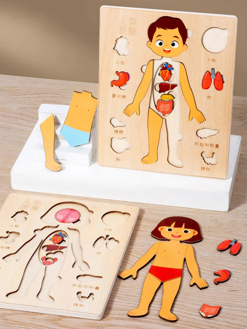 Montessori Human Body Puzzle Busy Board.
