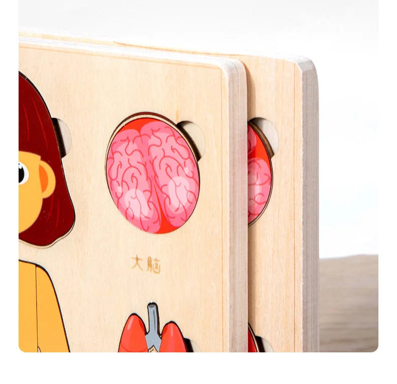 Montessori Human Body Puzzle Busy Board.