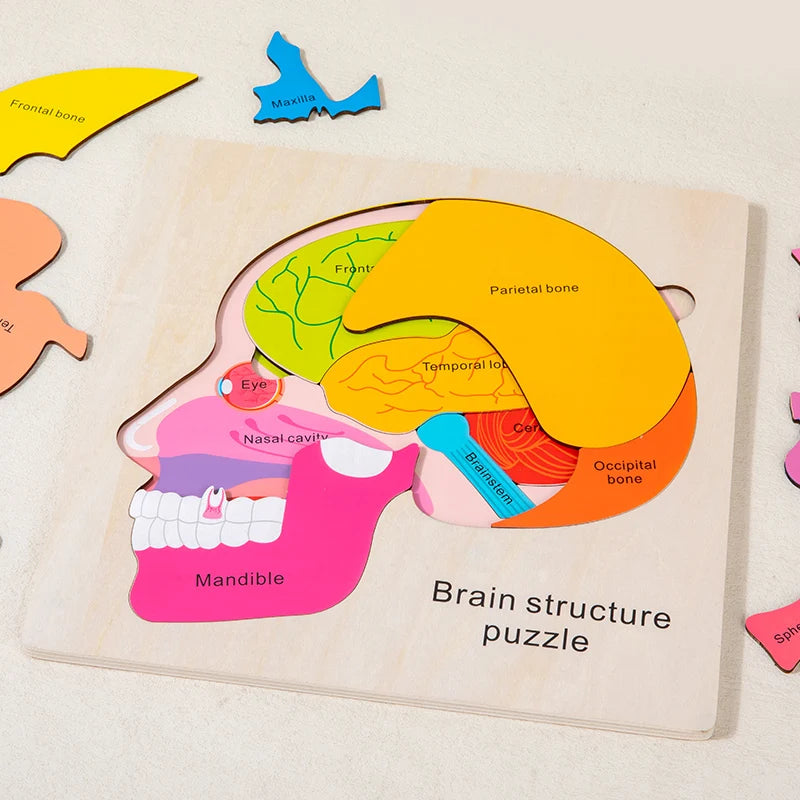 Montessori Human Body Puzzle Busy Board.
