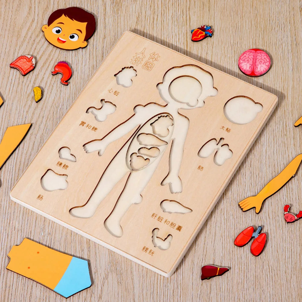 Montessori Human Body Puzzle Busy Board.