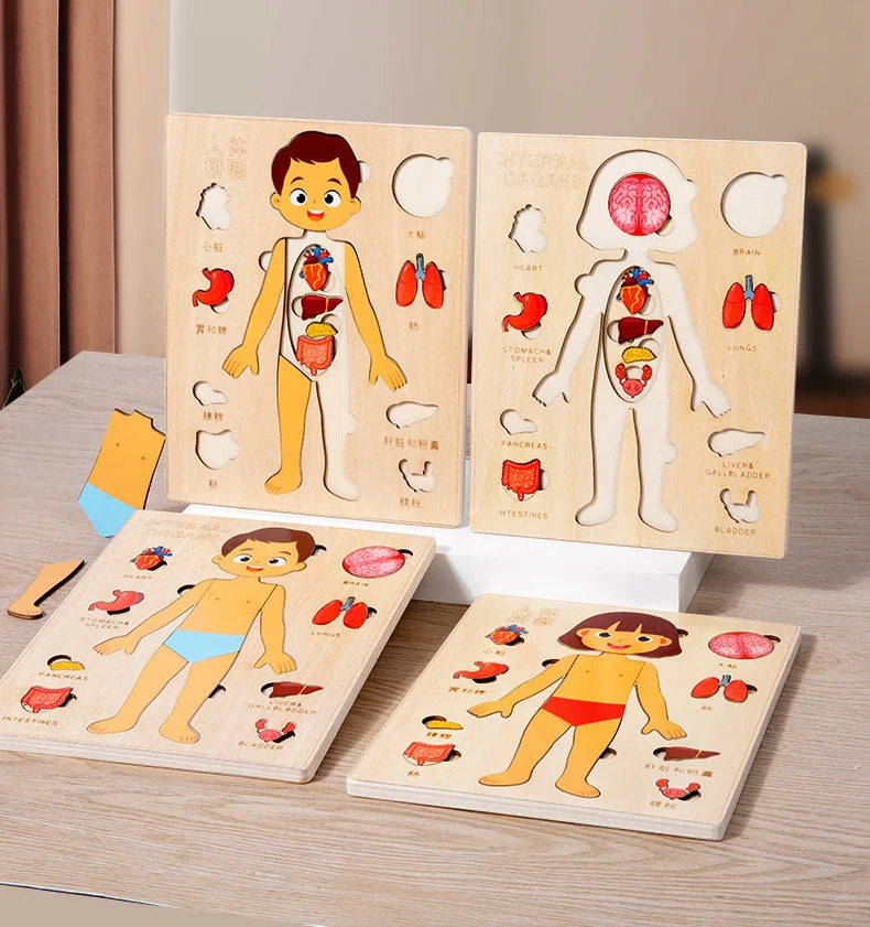 Montessori Human Body Puzzle Busy Board.