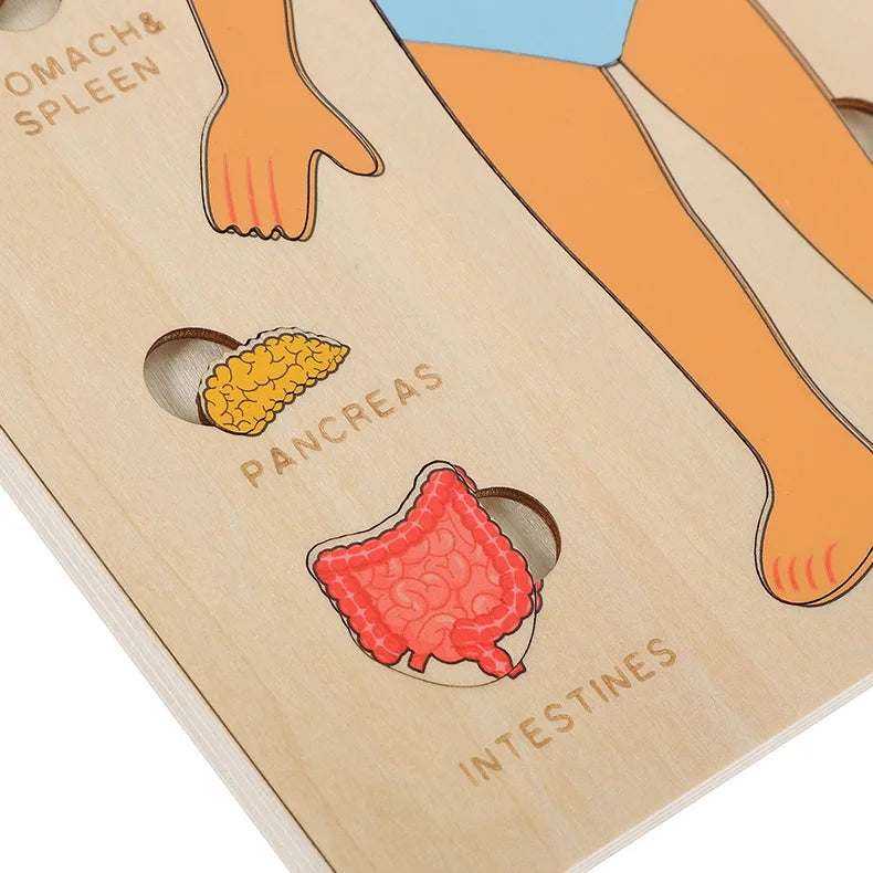 Montessori Human Body Puzzle Busy Board.