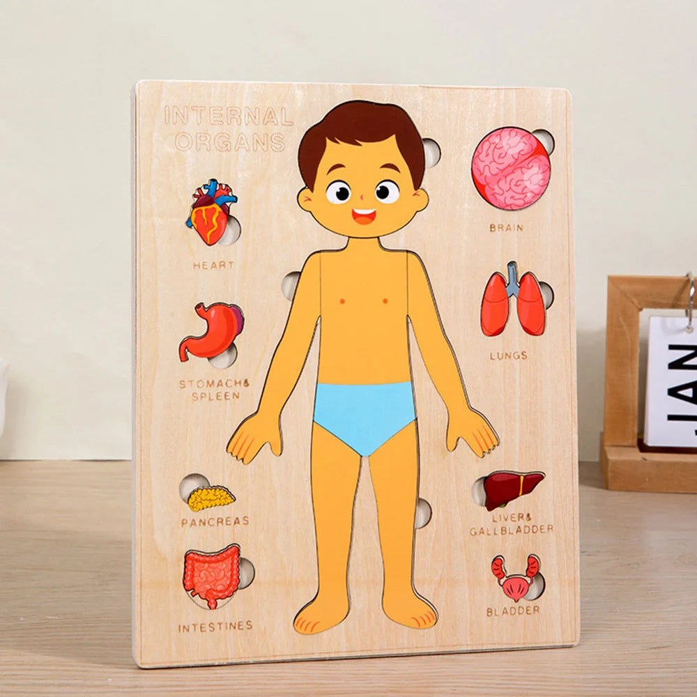 Montessori Human Body Puzzle Busy Board.
