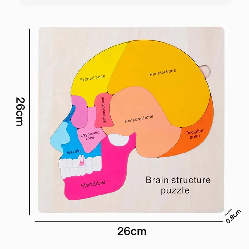 Montessori Human Body Puzzle Busy Board.