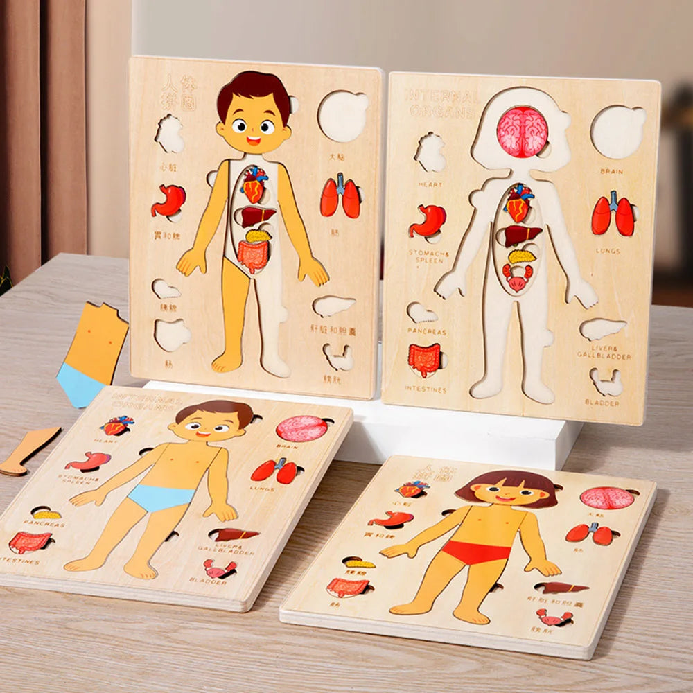 Montessori Human Body Puzzle Busy Board.