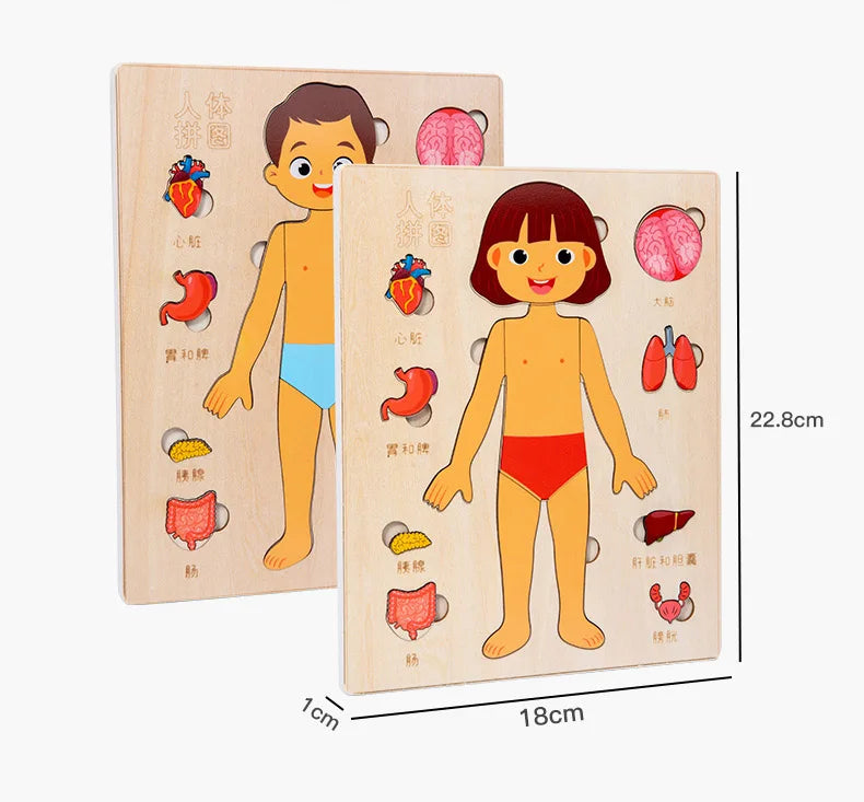 Montessori Human Body Puzzle Busy Board.