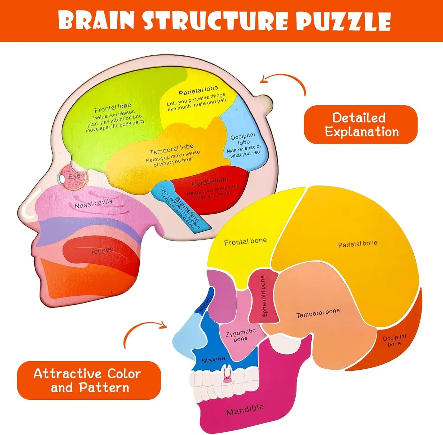 Montessori Human Body Puzzle Busy Board.