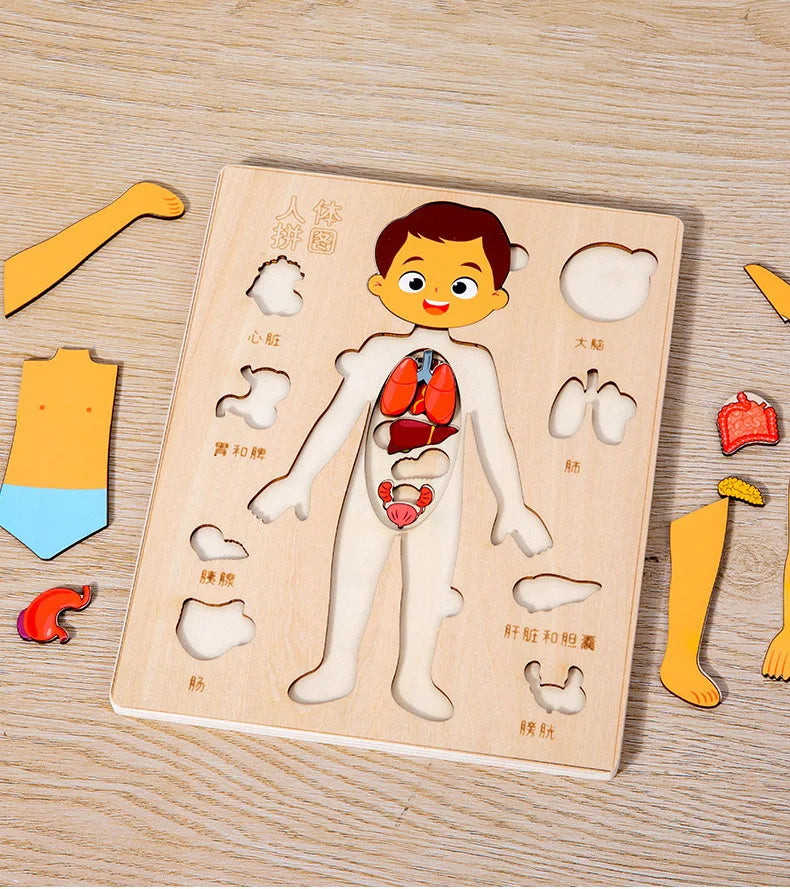 Montessori Human Body Puzzle Busy Board.