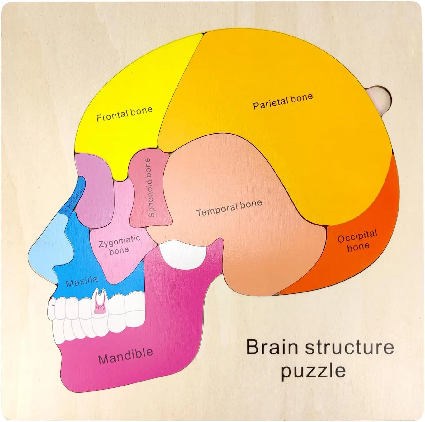 Montessori Human Body Puzzle Busy Board.